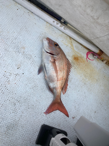 マダイの釣果