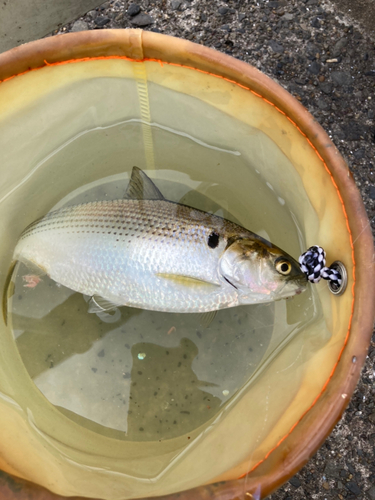 コノシロの釣果