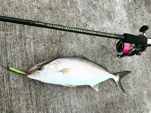 カンパチの釣果