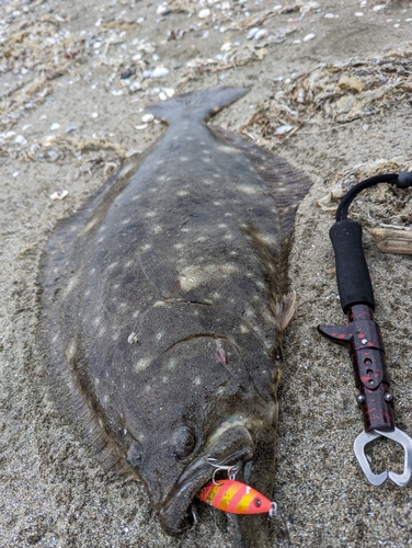 ヒラメの釣果