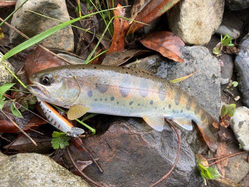 ヤマメの釣果