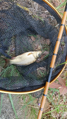 フナの釣果