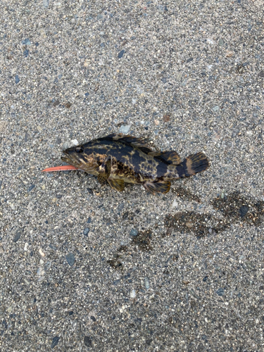 タケノコメバルの釣果