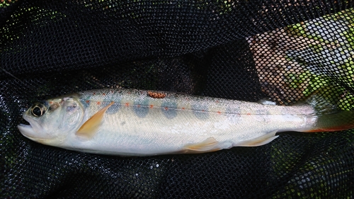 アマゴの釣果