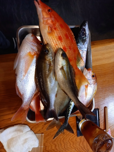 カイワリの釣果