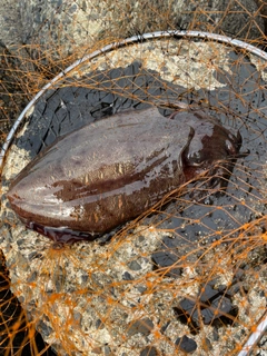 モンゴウイカの釣果