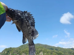 クロソイの釣果