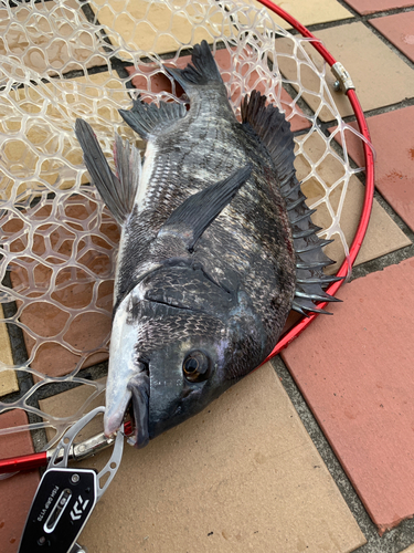 クロダイの釣果