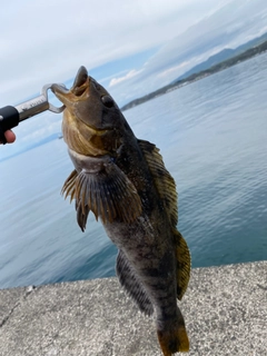 アブラコの釣果