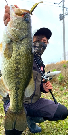 ブラックバスの釣果