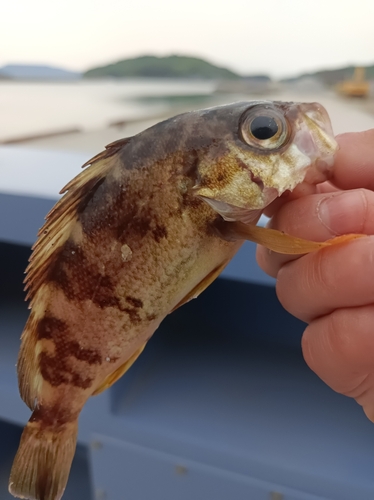 アカメバルの釣果