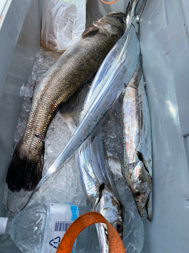 タチウオの釣果