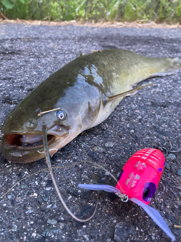 ナマズの釣果