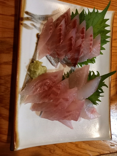 カイワリの釣果