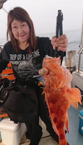 アラカブの釣果