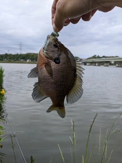 ブルーギルの釣果