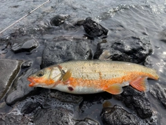 ウグイの釣果