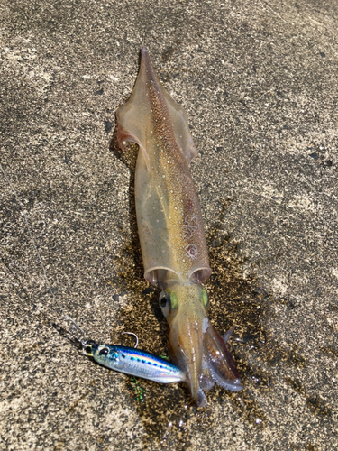 ヤリイカの釣果