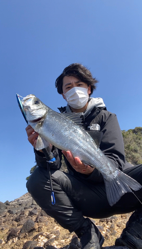 ヒラスズキの釣果