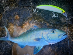 アオチビキの釣果