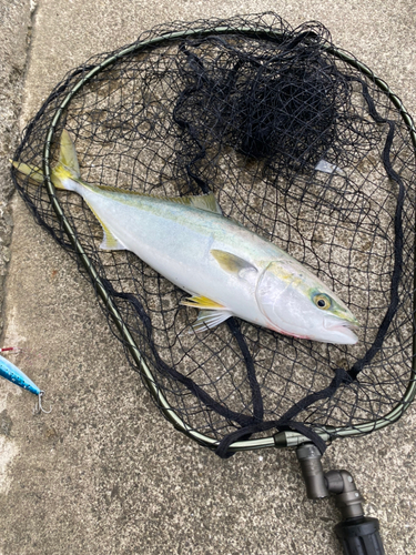 ハマチの釣果