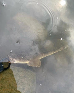 マゴチの釣果