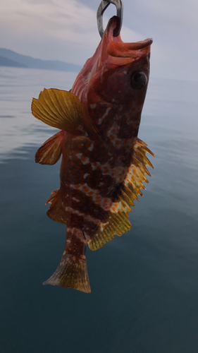 アコウの釣果