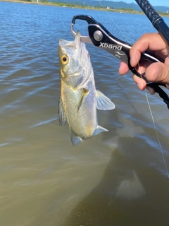 セイゴ（マルスズキ）の釣果