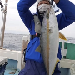 ヒラマサの釣果