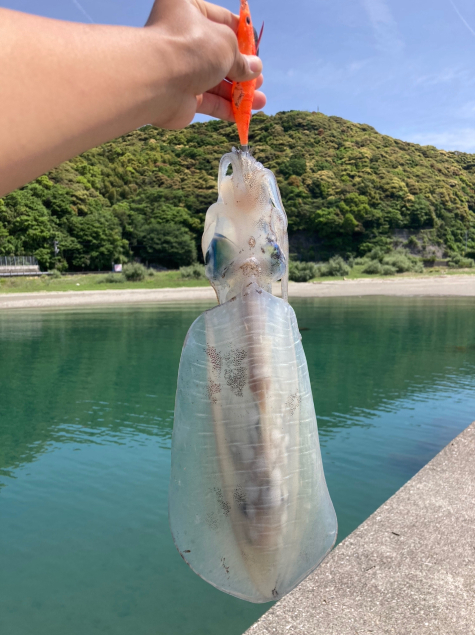 アオリイカ