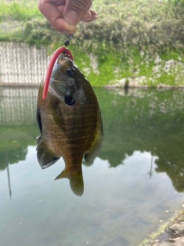 ブルーギルの釣果