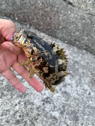 タケノコメバルの釣果