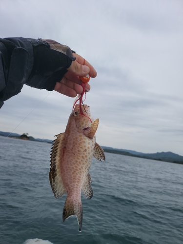 オオモンハタの釣果