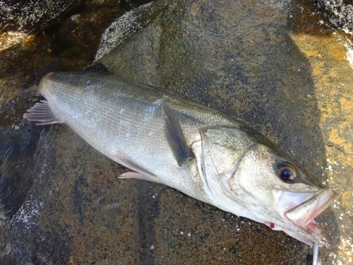 マルスズキの釣果