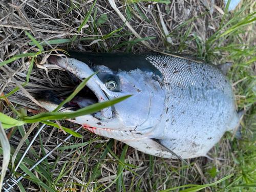 サクラマスの釣果