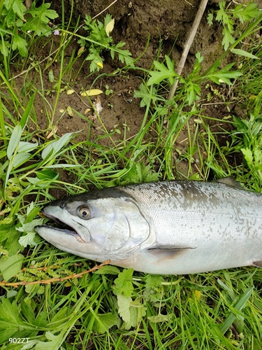 サクラマスの釣果