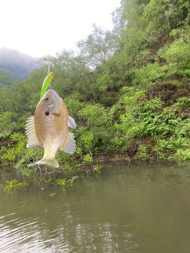 ブルーギルの釣果