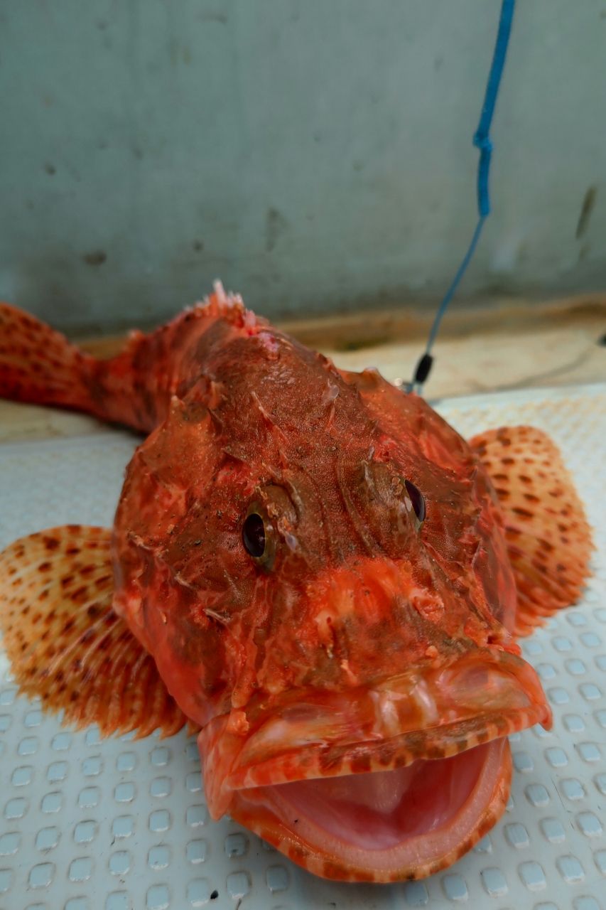 真水さんの釣果 2枚目の画像