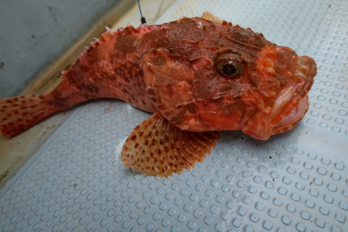 真水さんの釣果 3枚目の画像