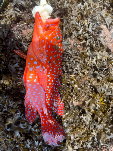 ユカタハタの釣果