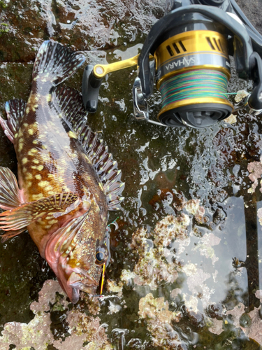 カサゴの釣果