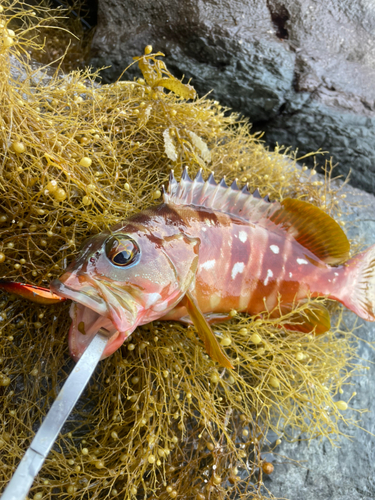 アカハタの釣果