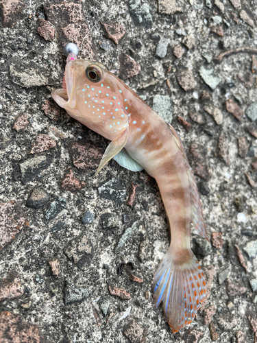 イトヒキハゼの釣果