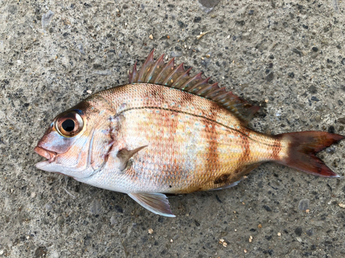 チャリコの釣果