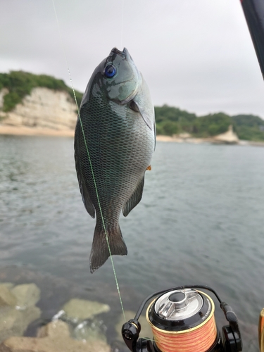 クチブトグレの釣果