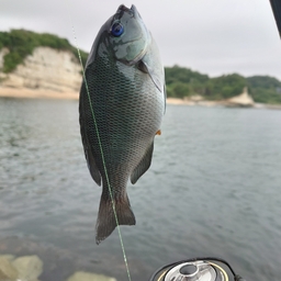 クチブトグレ