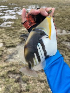 ムラサメモンガラの釣果