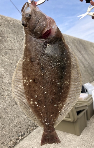 カレイの釣果