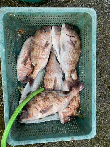 タイの釣果