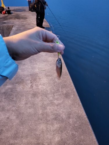 サバの釣果